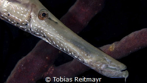 Trumpetfish at Salt Pier Nightdive by Tobias Reitmayr 